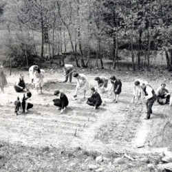 Victory Garden, image courtesy of Greenwich Library